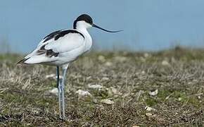 Pied Avocet