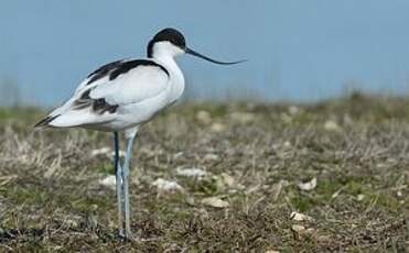 Avocette élégante