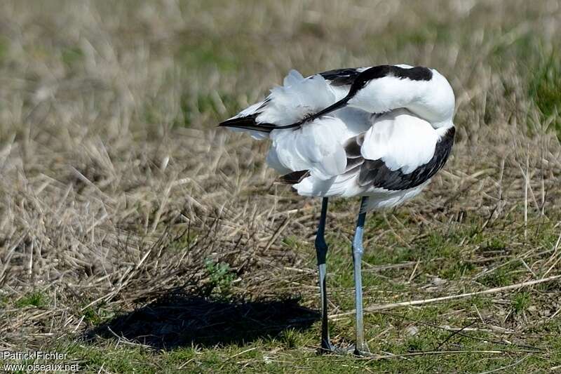 Pied Avocetadult, care