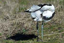 Avocette élégante