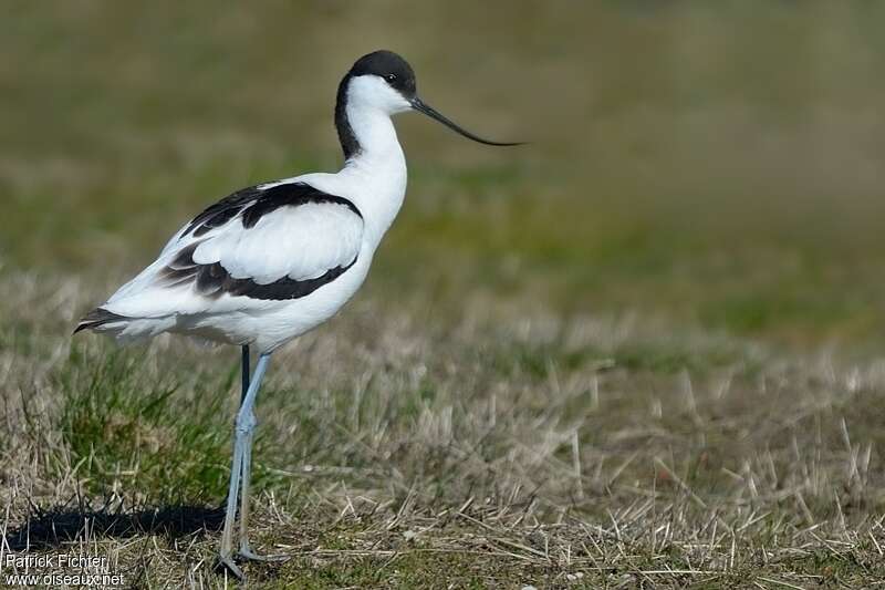 Avocette éléganteadulte, identification