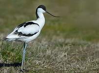 Avocette élégante