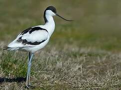 Pied Avocet