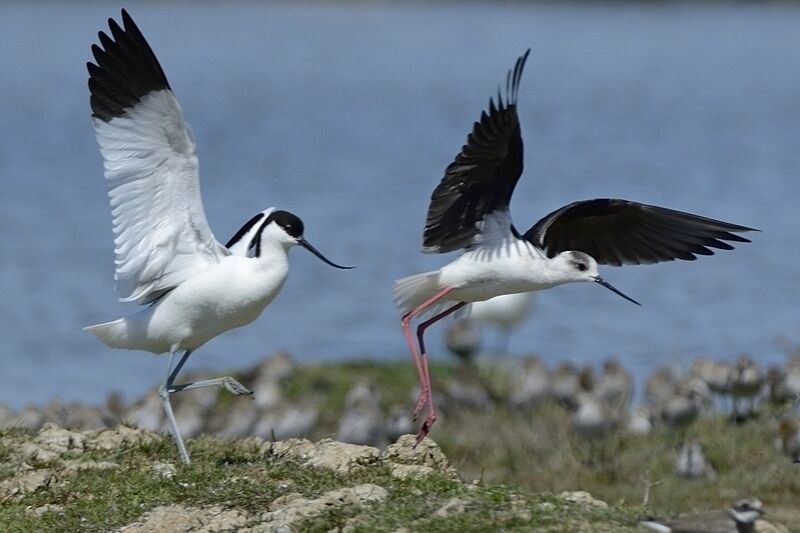 Avocette éléganteadulte