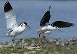 Avocette élégante