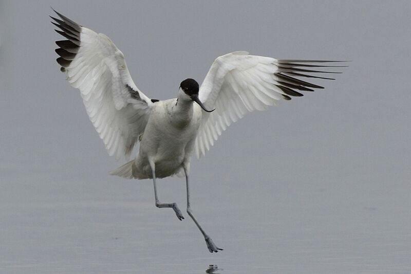 Pied Avocetadult breeding