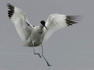 Avocette élégante