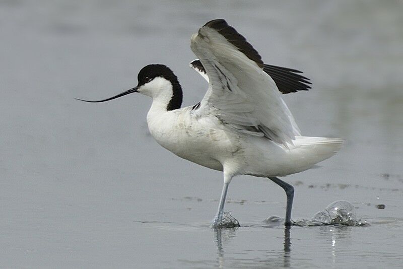 Pied Avocetadult breeding