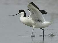 Avocette élégante