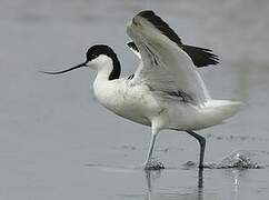 Avocette élégante