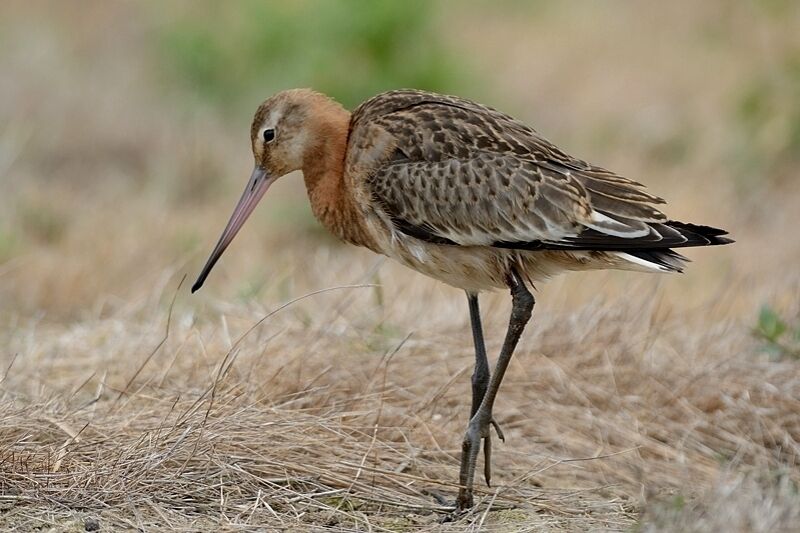 Black-tailed GodwitFirst year