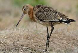 Black-tailed Godwit