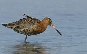 Black-tailed Godwit