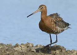 Black-tailed Godwit