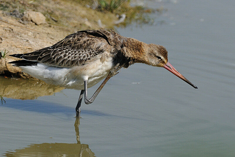 Black-tailed Godwit