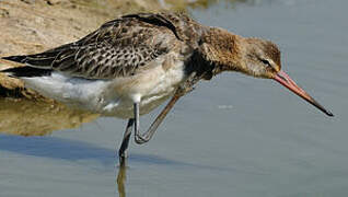 Black-tailed Godwit