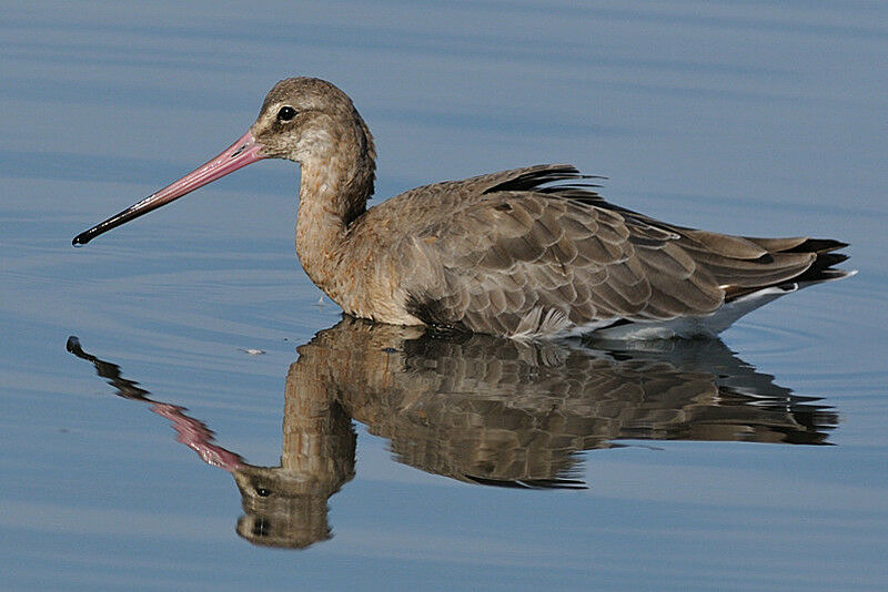 Black-tailed Godwit