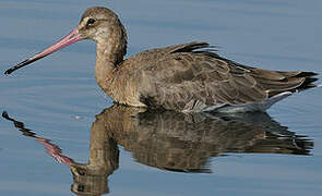 Black-tailed Godwit