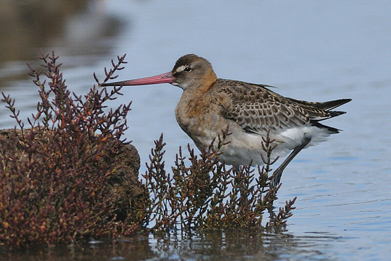 Black-tailed Godwitadult post breeding