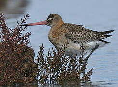 Black-tailed Godwit