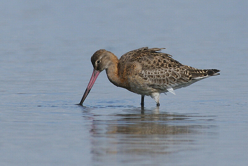 Black-tailed Godwitadult post breeding