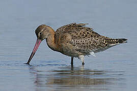 Black-tailed Godwit