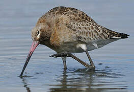 Black-tailed Godwit