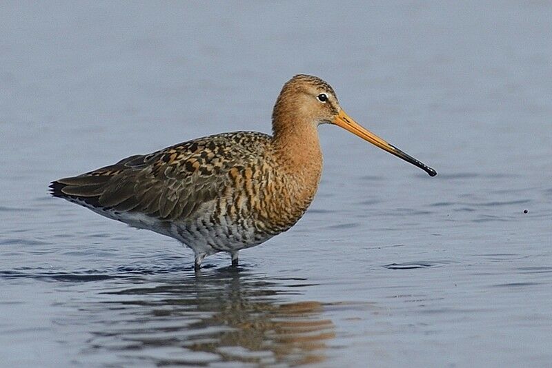 Black-tailed Godwitadult breeding