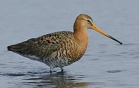 Black-tailed Godwit