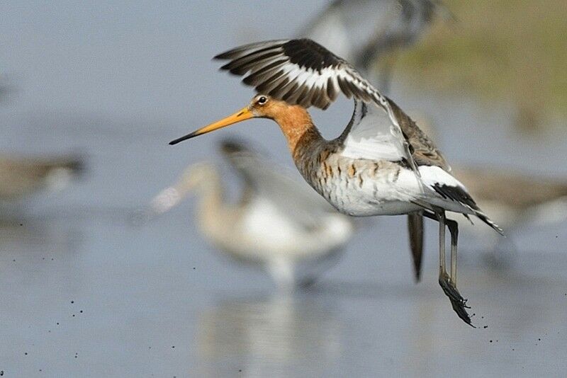 Black-tailed Godwitadult post breeding