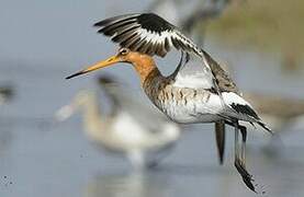 Black-tailed Godwit