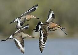 Black-tailed Godwit