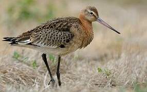 Black-tailed Godwit