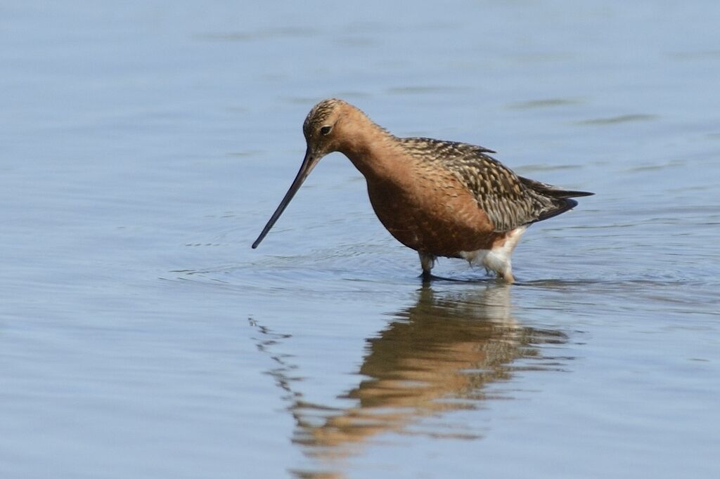 Bar-tailed Godwitadult breeding, walking