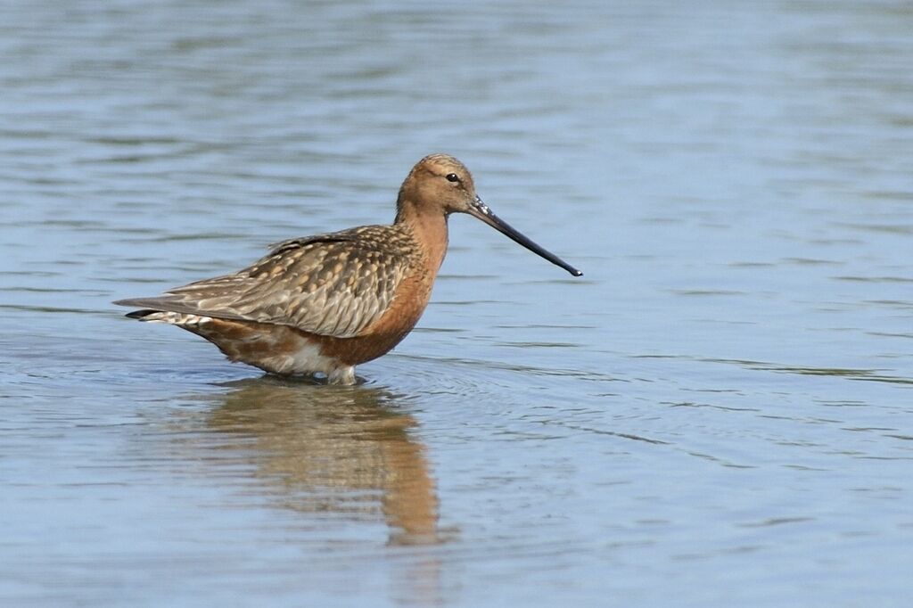 Bar-tailed Godwitadult breeding, identification