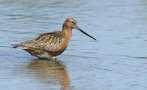 Bar-tailed Godwit