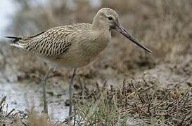 Bar-tailed Godwit