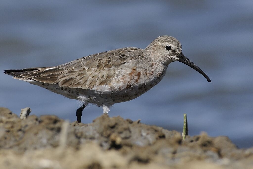 Curlew Sandpiperadult post breeding