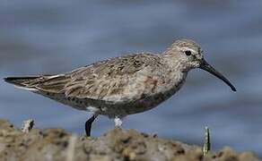 Curlew Sandpiper