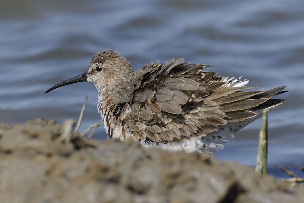 Curlew Sandpiperadult post breeding