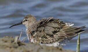 Curlew Sandpiper