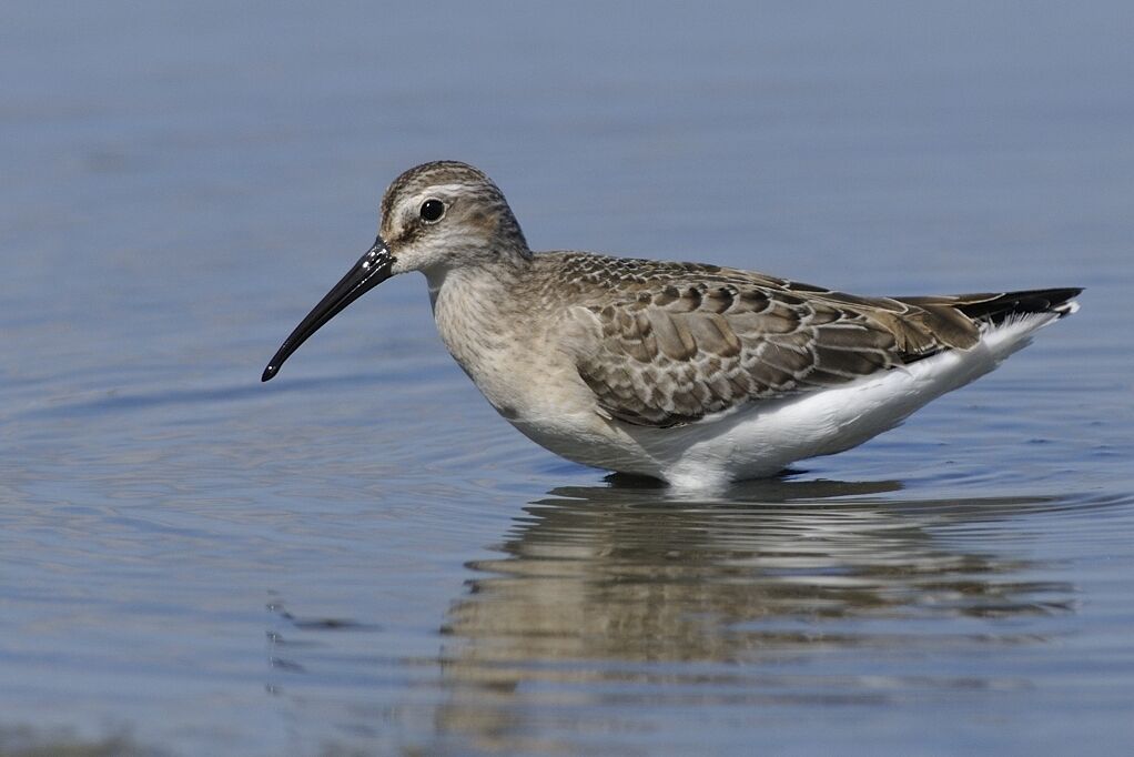 Curlew Sandpiperadult post breeding