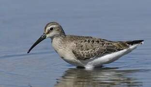 Curlew Sandpiper
