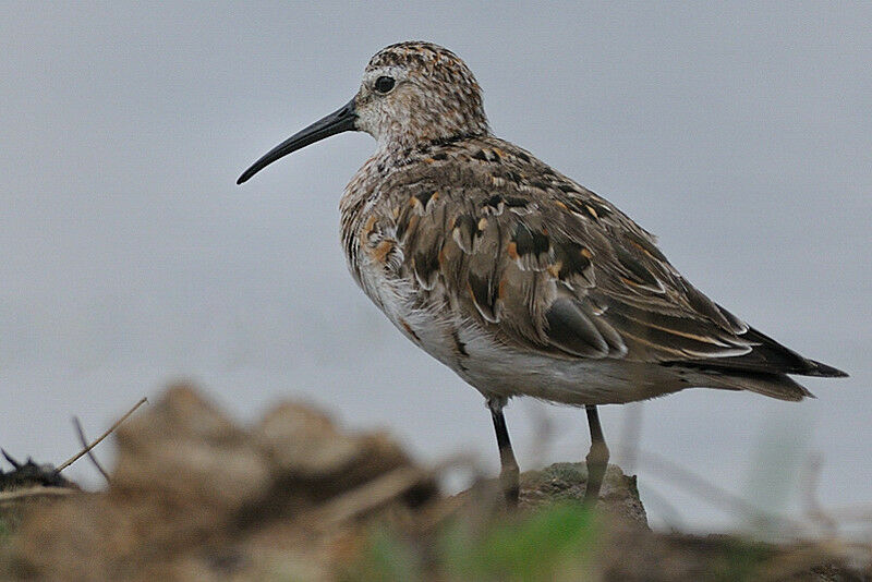 Curlew Sandpiperadult post breeding