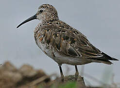 Curlew Sandpiper