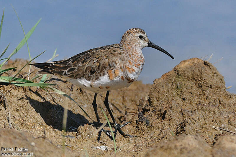 Curlew Sandpiperadult transition, identification