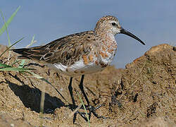 Curlew Sandpiper