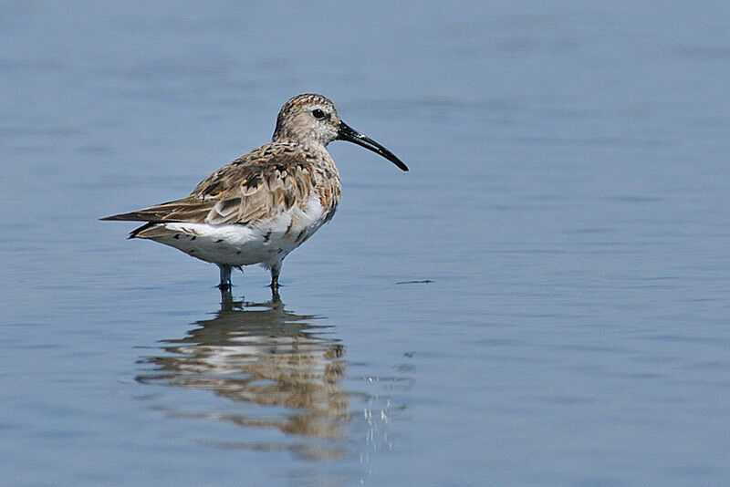 Curlew Sandpiperadult post breeding