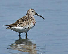 Curlew Sandpiper