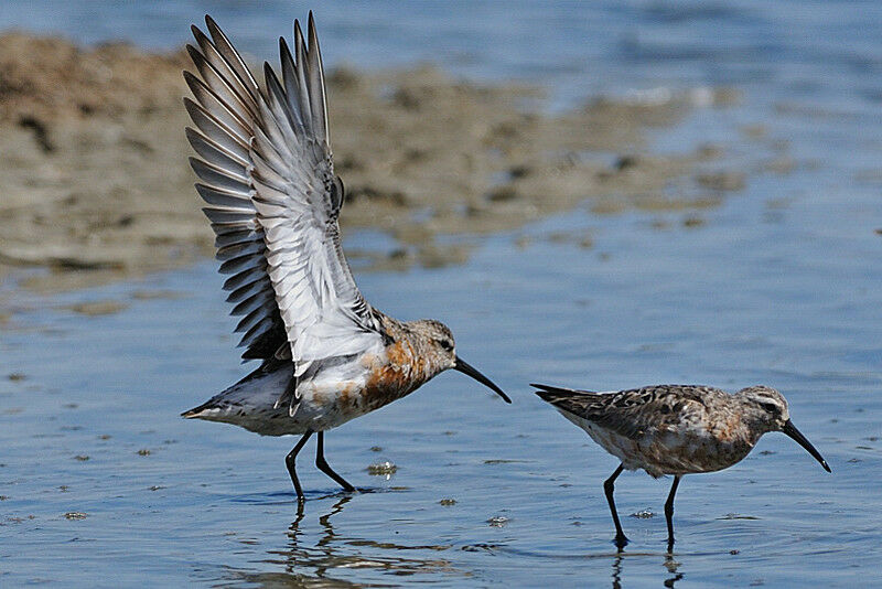 Curlew Sandpiperadult post breeding